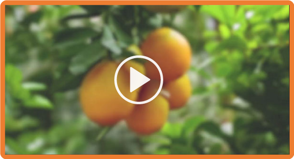 photo of a tangerines with a play button