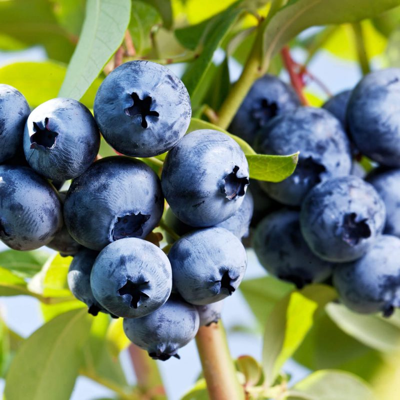 blueberries (1)